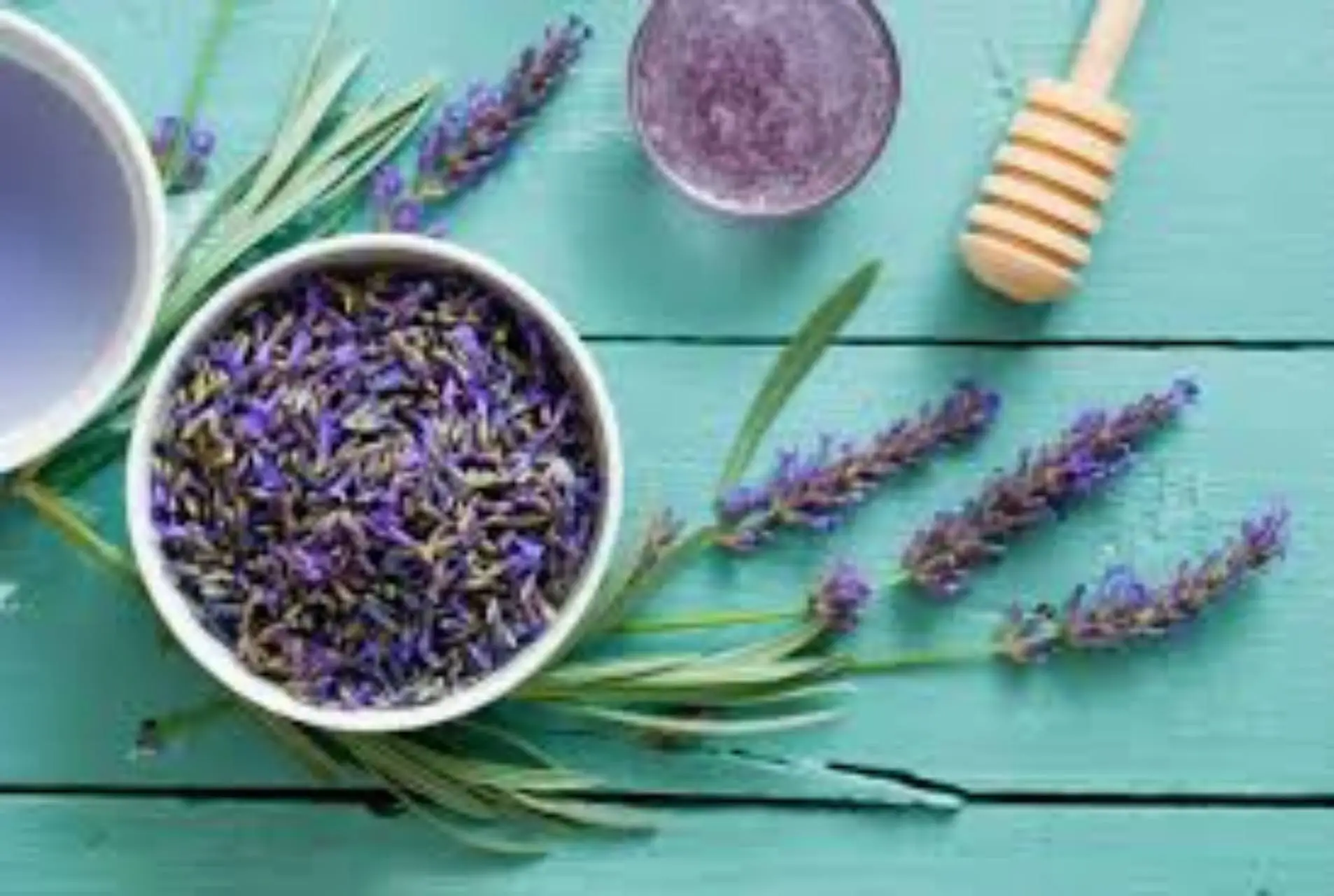 Quali sono le piante antizanzare da interno: ecco la classifica di quelle che funzionano davvero