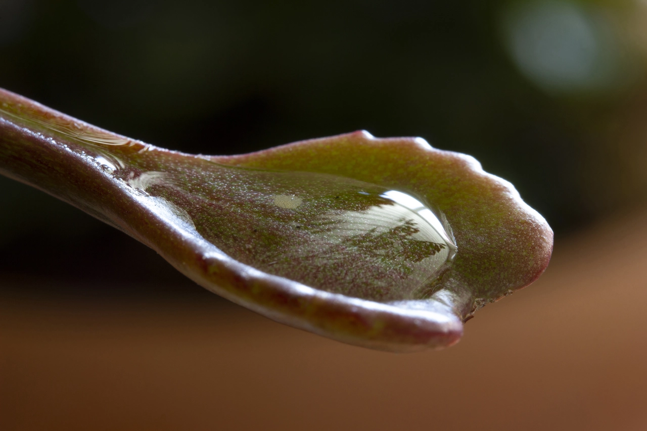 Il trucco del gel per piante: ecco perché lo consigliano tutti per un’irrigazione perfetta